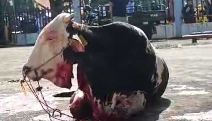 Heboh! Sapi Disembelih Tetap Hidup, Bak “Zombie”