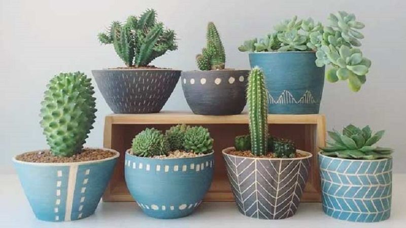 Kaktus, Tanaman Berduri Yang Cocok Untuk Tanaman Hias di Rumah, Bisa Dikonsumsi Juga Loh