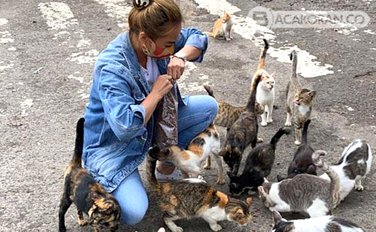 Hewan Kesayangan Nabi, 8 Keistimewaan Memberi Makan Kucing