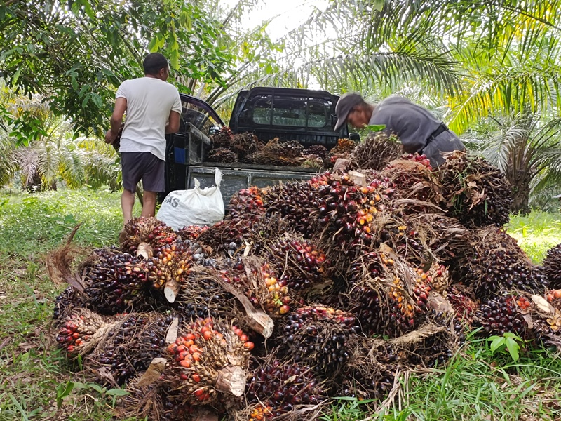Harga Sawit Stabil Rp 2300/Kg, Petani Masih Sumringah