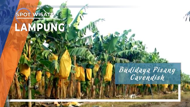 Tahukan Kamu, Pisang Cavendish Ini Produk Asli Lampung, Kini Jadi Komoditas Ekspor