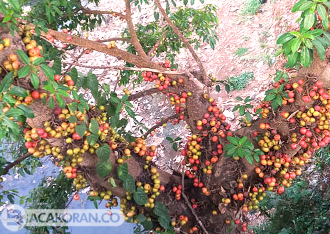 Dahsyat ! Kekuatan Gaib 4 Bunga Pembawa Rezeki dan Kekayaan