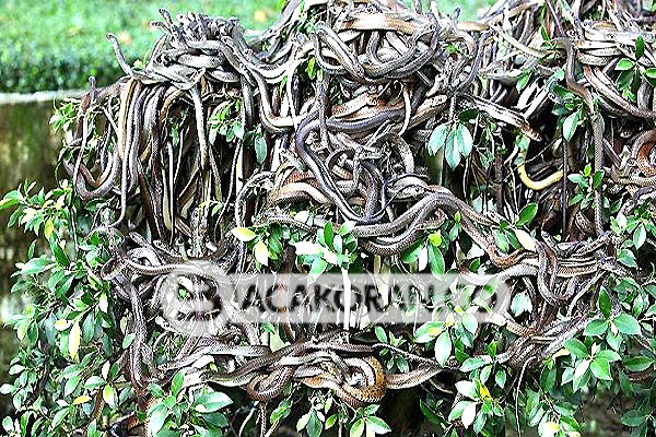 Misteri dan Berbahaya! Walau Terpencil Haram Dikunjungi