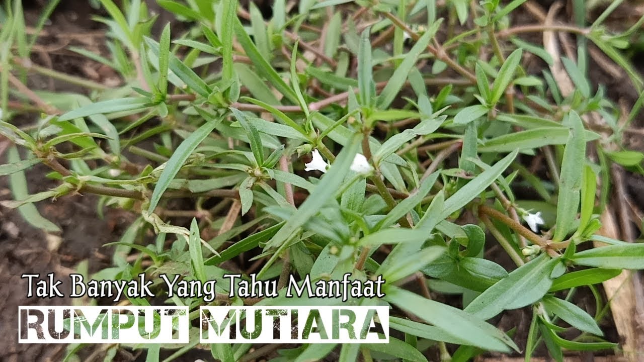 Kamu Tahu Rumput Mutiara? Berikut 5 Khasiatnya Untuk Kesehatan