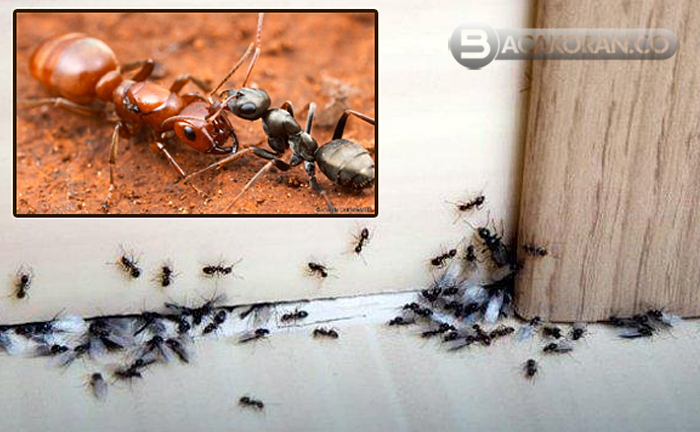 Kekayaan Meningkat ? 7 Tanda Banyak Semut di Rumah yang Perlu di Ketahui
