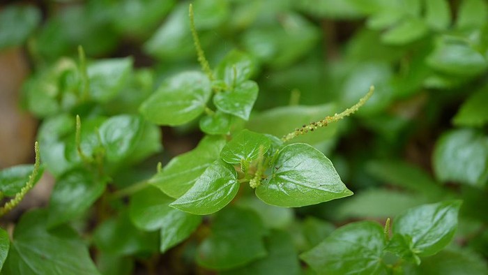 Jangan Salah, Sirih Cina Beda Dengan Sirih Biasa, Ini 6 Manfaatnya, Salah Satunya Bisa Hilangkan Bau Mulut